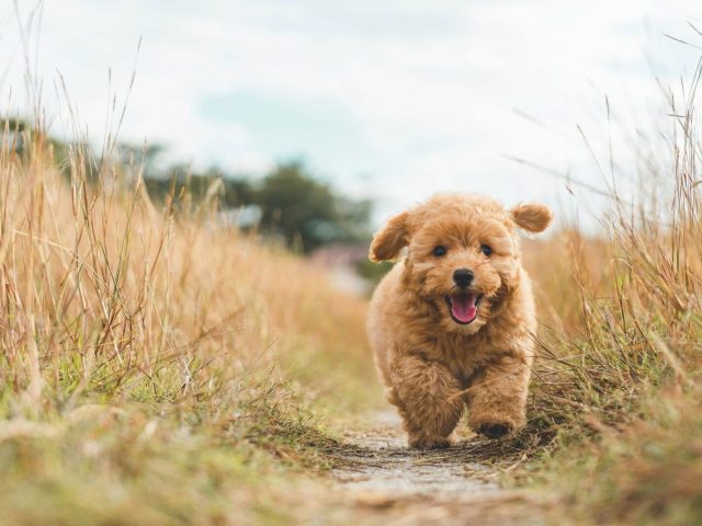 puppy chasing